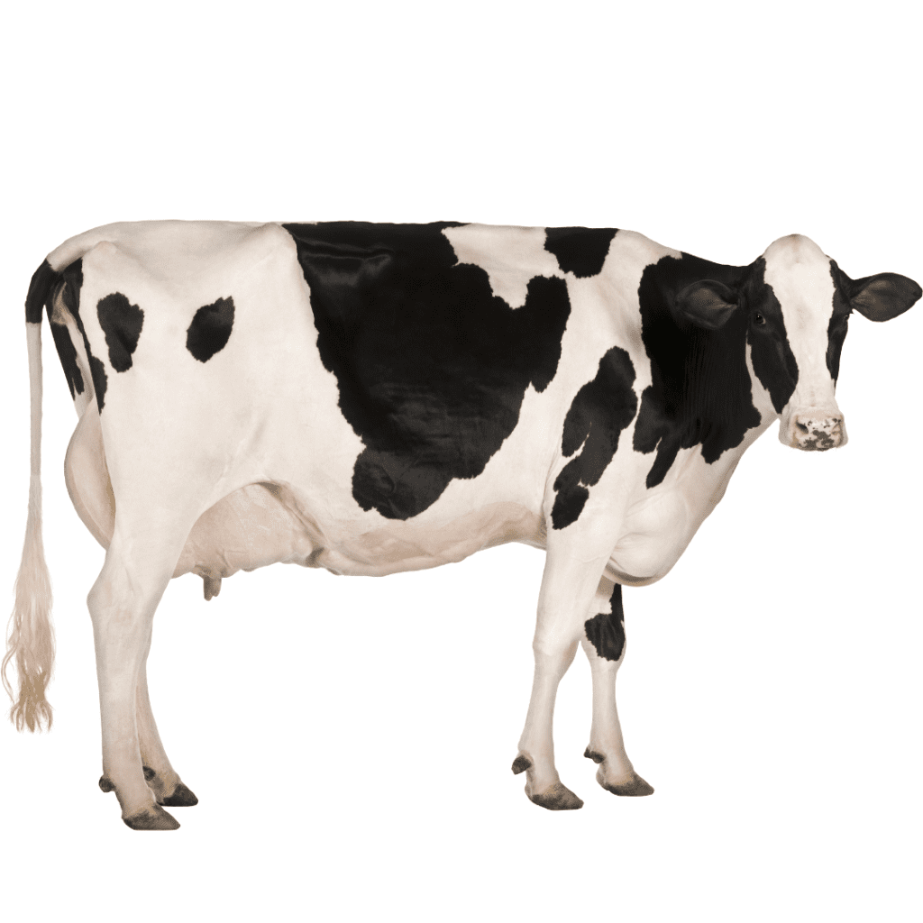 cow-vet-doctor-pharma-milkup